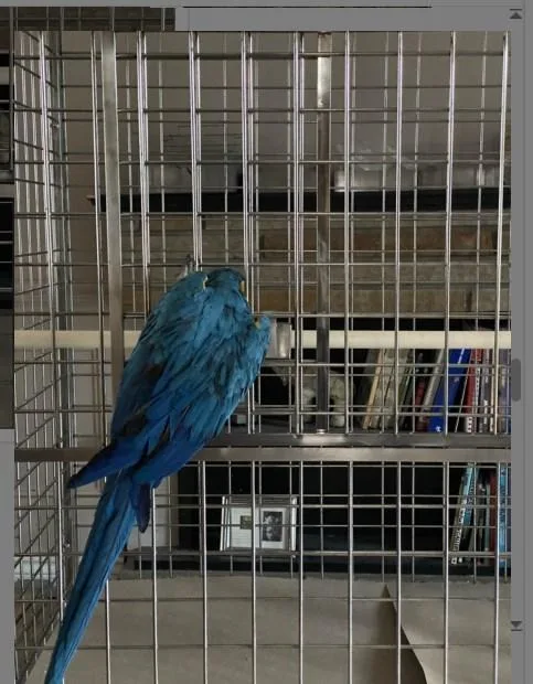 High Quality Metal Stainless Steel Pet Macaw Parrot Pigeon Large Flight Bird Aviary Cage Supplier Near Me